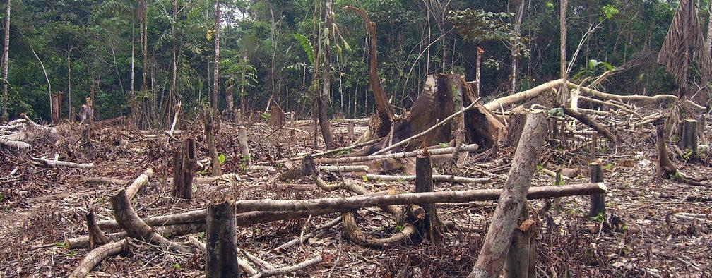 Is amazon rainforest man made